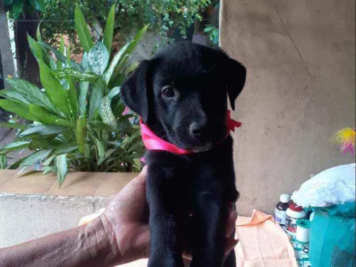 Cachorro ra a SRD idade 2 a 6 meses nome Bia 