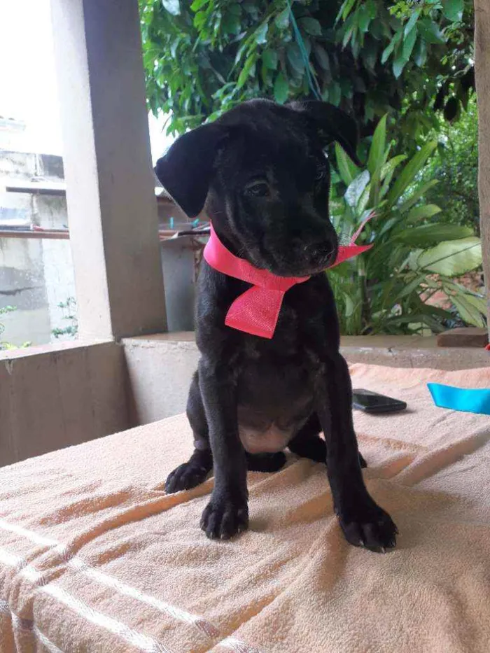 Cachorro ra a SRD idade 2 a 6 meses nome July