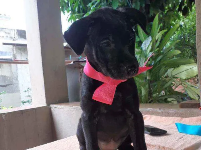 Cachorro ra a SRD idade 2 a 6 meses nome July