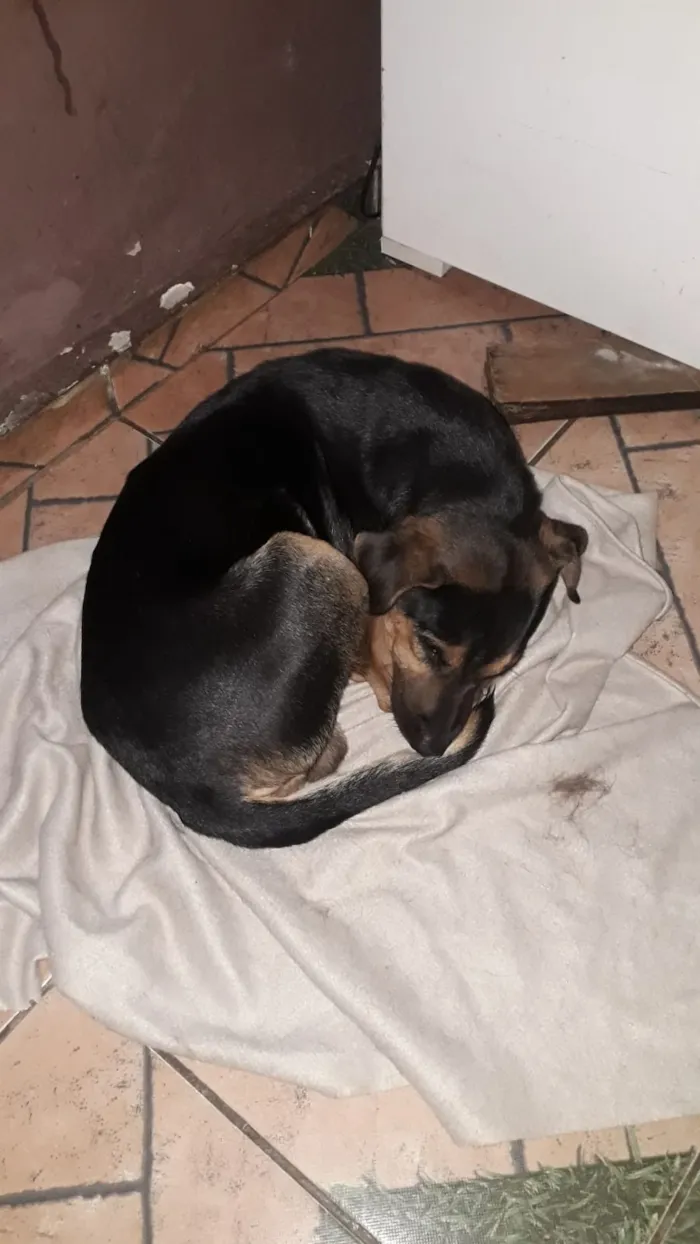 Cachorro ra a Indefinida idade 1 ano nome Negão 