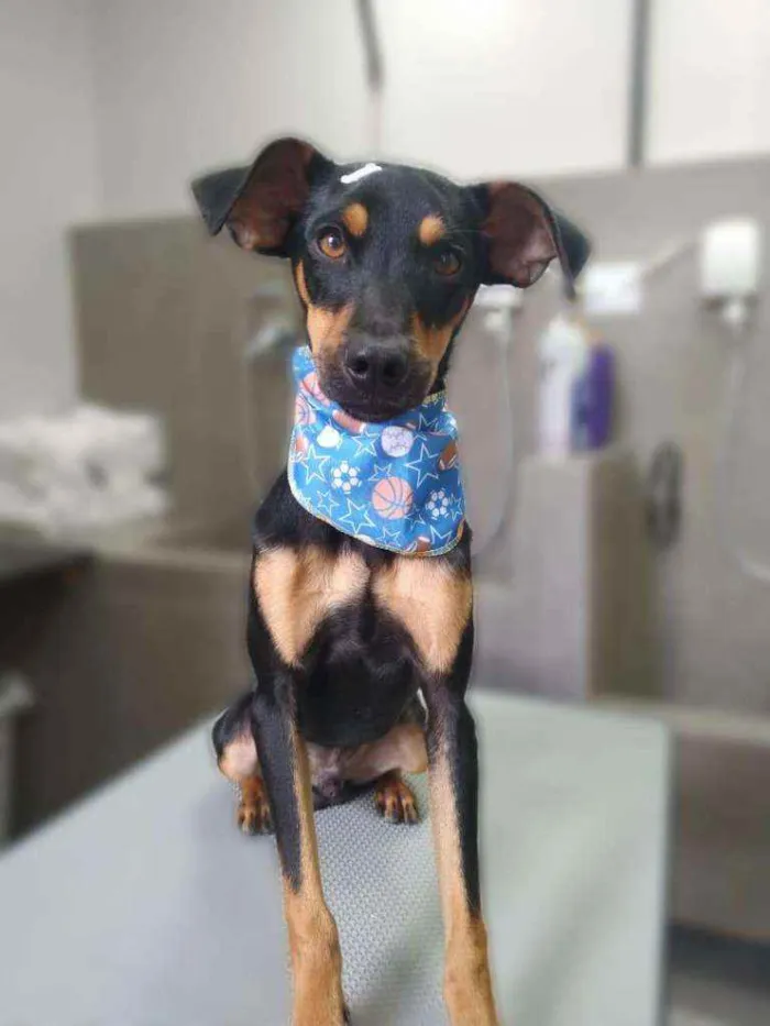 Cachorro ra a Sem raça definida idade 2 a 6 meses nome Jonas Josué