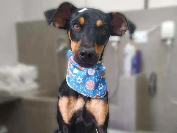 Cachorro ra a Sem raça definida idade 2 a 6 meses nome Jonas Josué