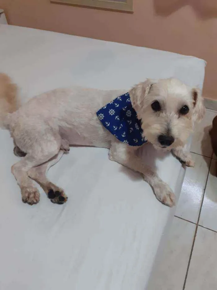 Cachorro raça Poodle idade 2 anos nome Theo