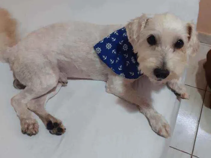 Cachorro raça Poodle idade 2 anos nome Theo