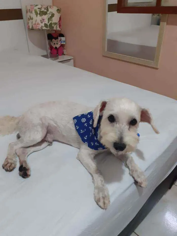 Cachorro raça Poodle idade 2 anos nome Theo