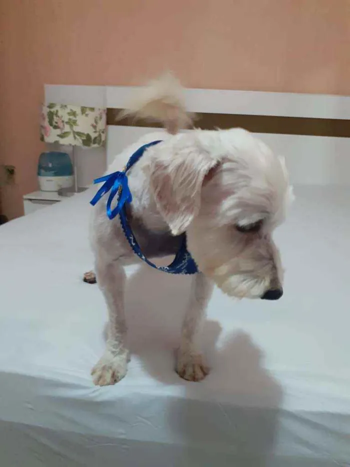 Cachorro raça Poodle idade 2 anos nome Theo