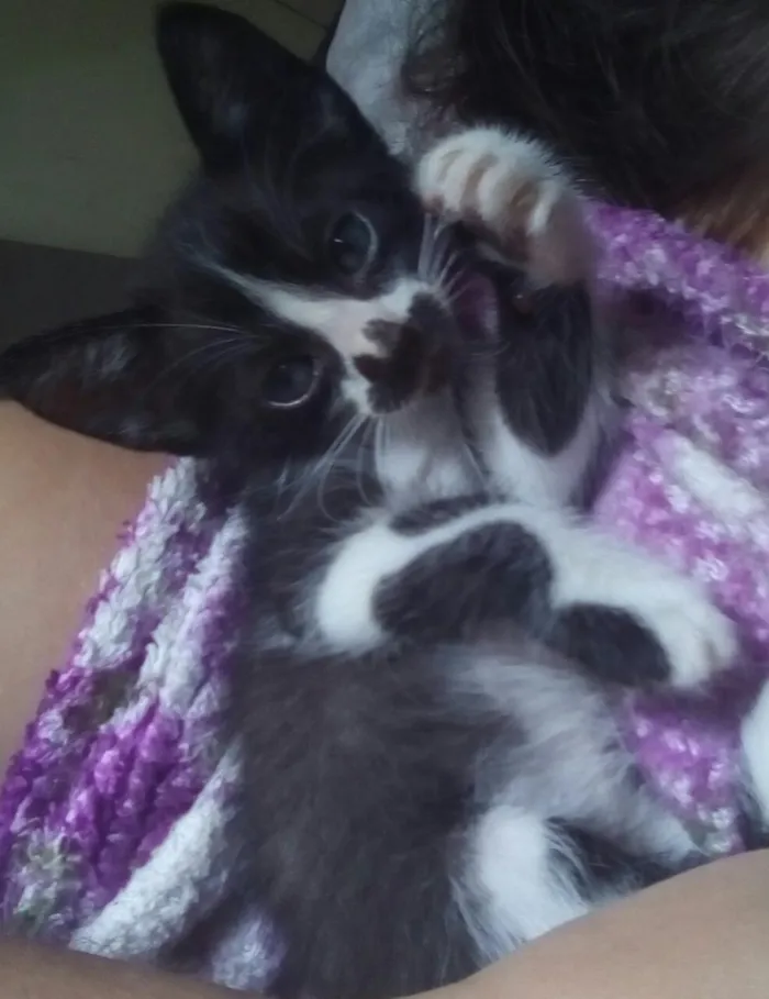 Gato raça  idade Abaixo de 2 meses nome Mercúrio 
