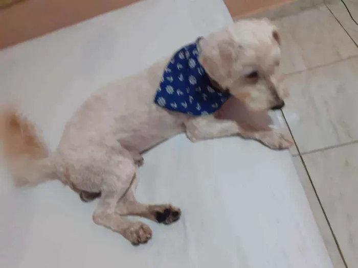 Cachorro raça Poodle idade 2 anos nome Theo