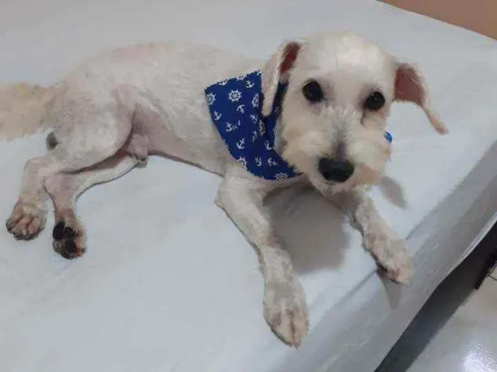 Cachorro raça Poodle idade 2 anos nome Theo