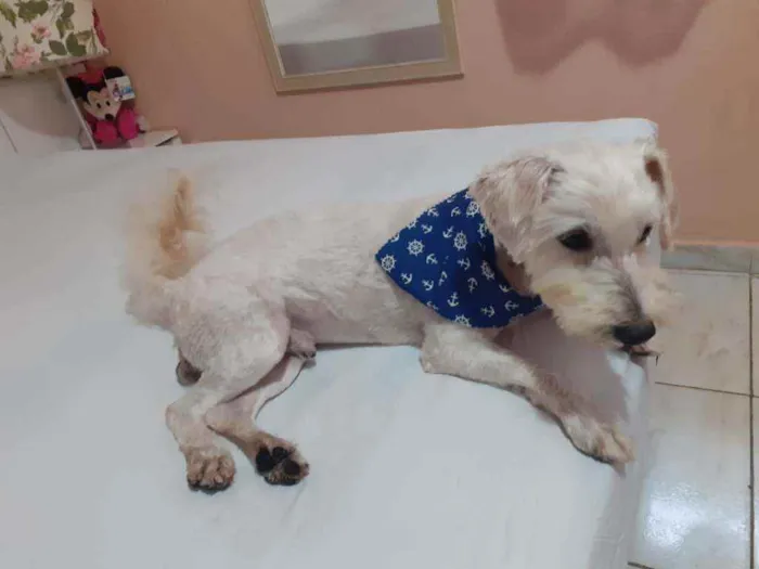 Cachorro raça Poodle idade 2 anos nome Theo