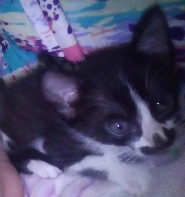 Gato raça  idade Abaixo de 2 meses nome Mercúrio 