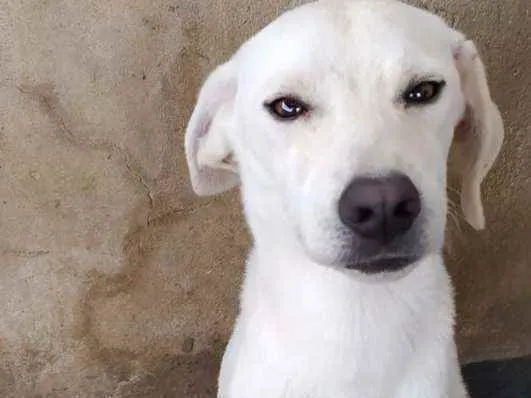 Cachorro ra a Srd idade 7 a 11 meses nome Apolo