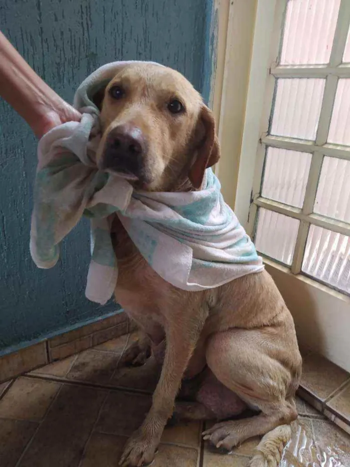 Cachorro raça Labrador idade 3 anos nome Sem nome