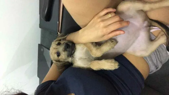 Cachorro ra a Sem raça definida  idade 2 a 6 meses nome Maggie 