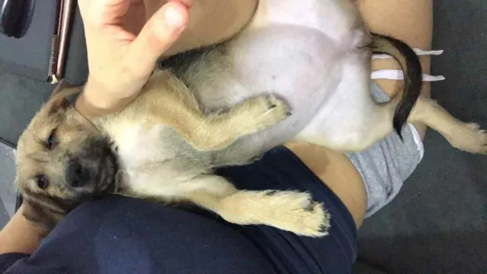 Cachorro ra a Sem raça definida  idade 2 a 6 meses nome Maggie 