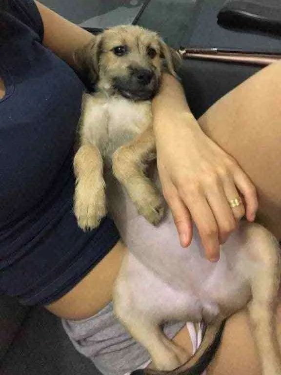 Cachorro ra a Sem raça definida  idade 2 a 6 meses nome Maggie 