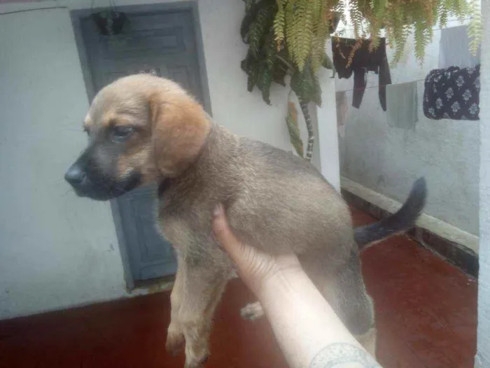 Cachorro ra a rnd idade 2 a 6 meses nome ralf
