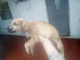 ralf