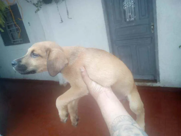 Cachorro ra a rnd idade 2 a 6 meses nome ralf
