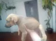 ralf