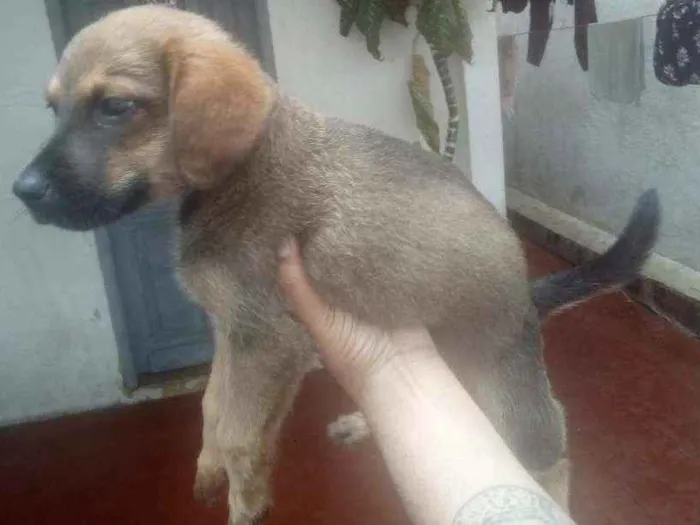 Cachorro ra a rnd idade 2 a 6 meses nome ralf