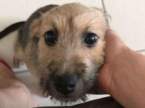 Cachorro ra a Sem raça definida  idade 2 a 6 meses nome Maggie 