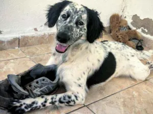 Cachorro raça SRD idade 1 ano nome Mesclado