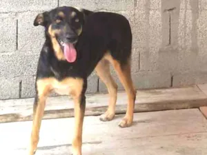 Cachorro raça Mista idade 6 ou mais anos nome Pretinha