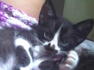 Gato raça  idade Abaixo de 2 meses nome Mercúrio 