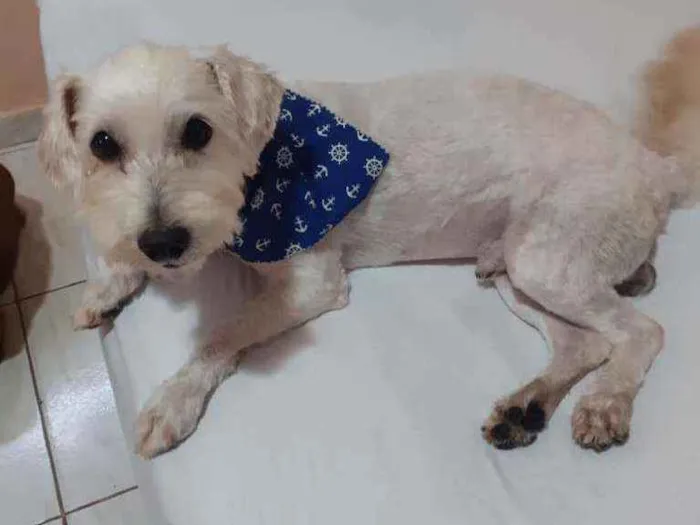 Cachorro raça Poodle idade 2 anos nome Theo