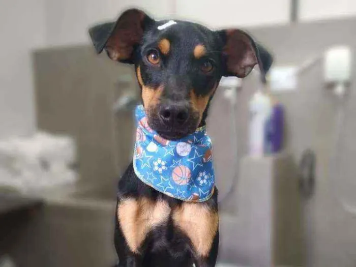Cachorro ra a Sem raça definida idade 2 a 6 meses nome Jonas Josué