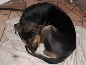 Cachorro raça Indefinida idade 1 ano nome Negão 