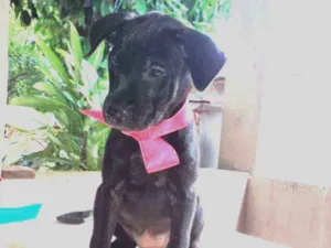 Cachorro raça SRD idade 2 a 6 meses nome July