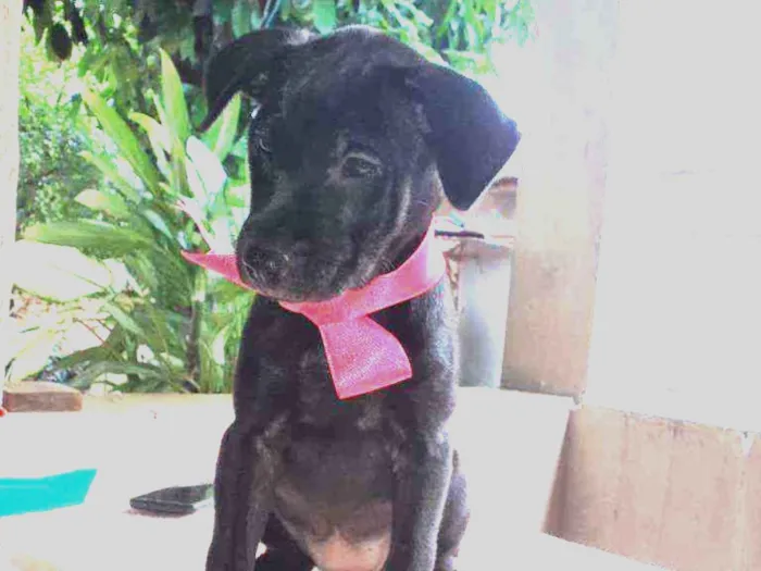 Cachorro ra a SRD idade 2 a 6 meses nome July