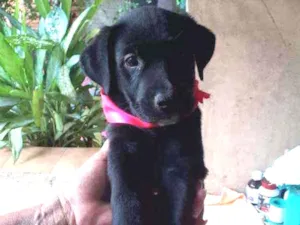 Cachorro raça SRD idade 2 a 6 meses nome Bia 