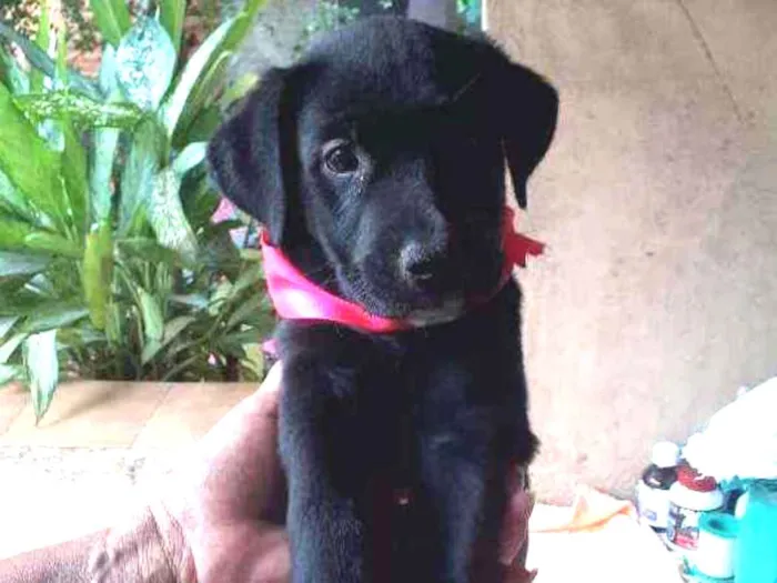 Cachorro ra a SRD idade 2 a 6 meses nome Bia 
