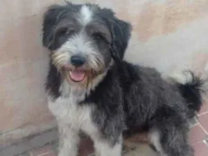 Cachorro raça SRD idade 1 ano nome Bruce