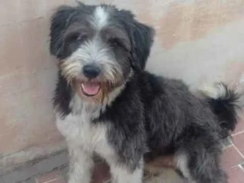 Cachorro ra a SRD idade 1 ano nome Bruce