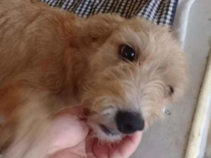 Cachorro ra a SRD idade 1 ano nome Lara