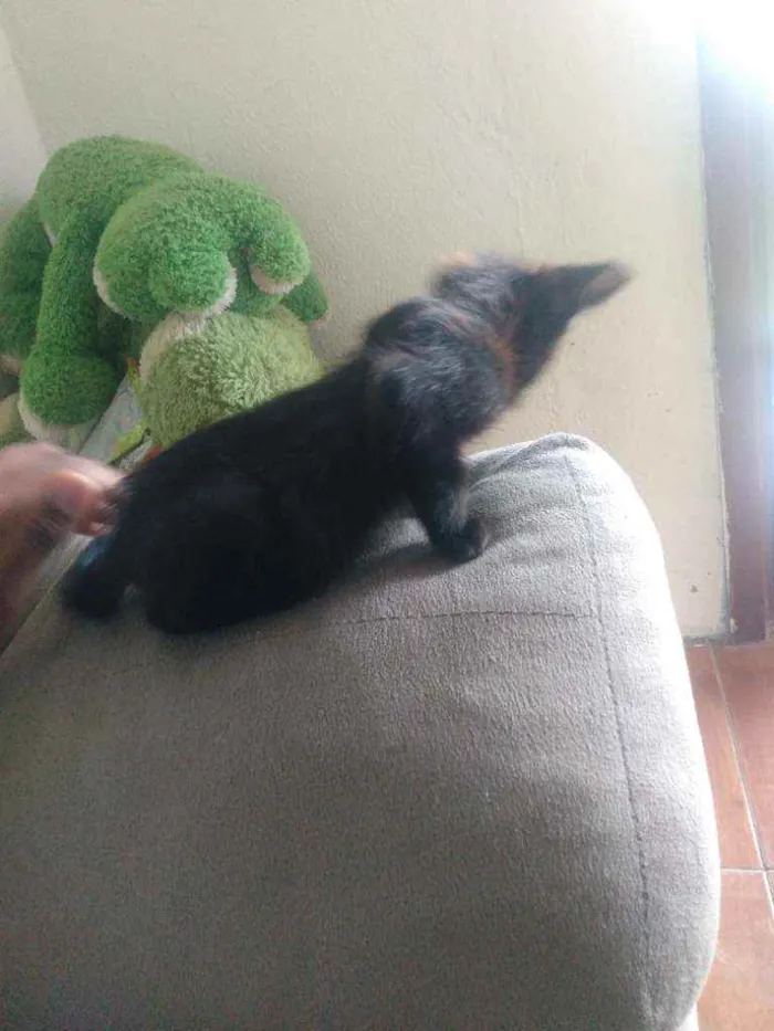 Gato ra a nenhuma idade 2 a 6 meses nome sem nome