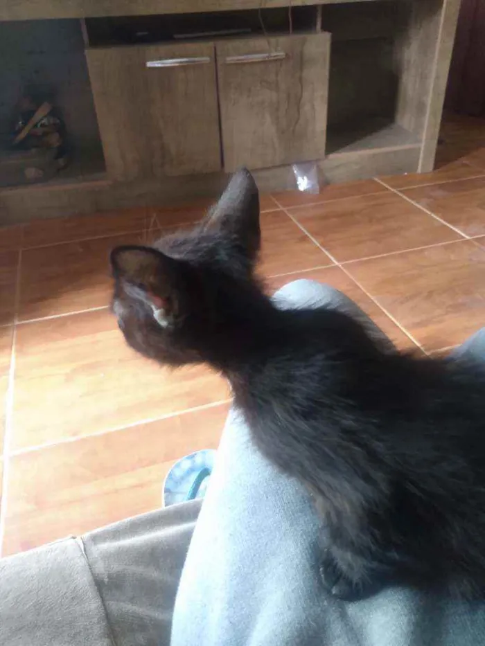 Gato ra a nenhuma idade 2 a 6 meses nome sem nome