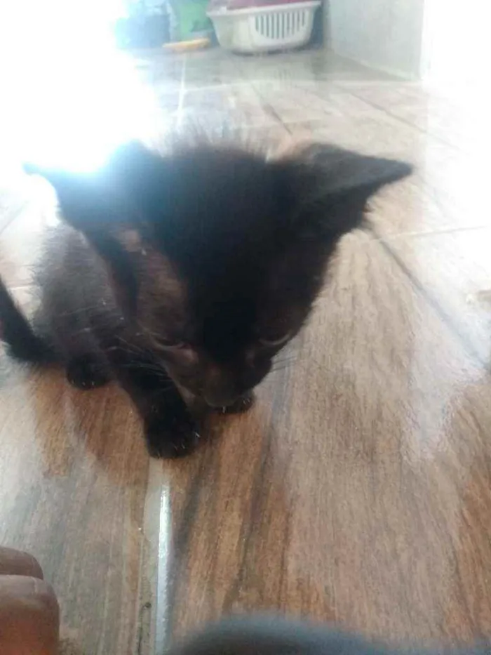 Gato ra a nenhuma idade 2 a 6 meses nome sem nome