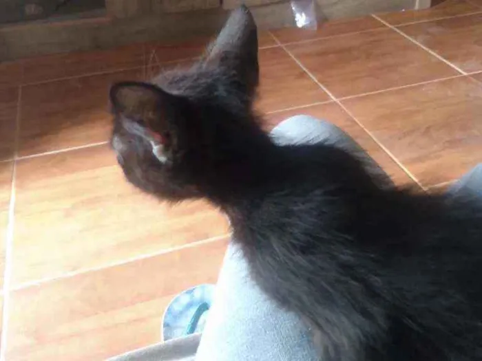Gato ra a nenhuma idade 2 a 6 meses nome sem nome