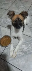 Cachorro raça SRD-ViraLata idade 2 a 6 meses nome LASSIE