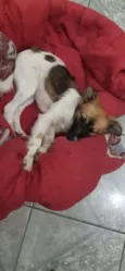 Cachorro raça SRD-ViraLata idade 2 a 6 meses nome LASSIE