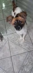 Cachorro raça SRD-ViraLata idade 2 a 6 meses nome LASSIE