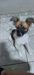 Cachorro raça SRD-ViraLata idade 2 a 6 meses nome LASSIE