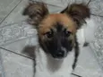 Cachorro raça SRD-ViraLata idade 2 a 6 meses nome LASSIE