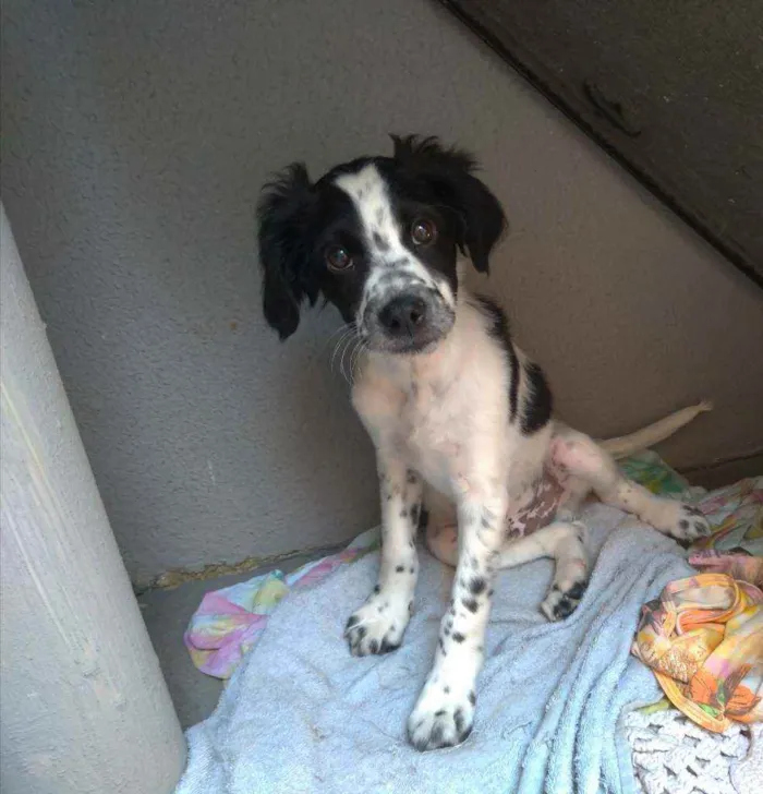 Cachorro ra a Sem raça idade 7 a 11 meses nome Fred e Jad