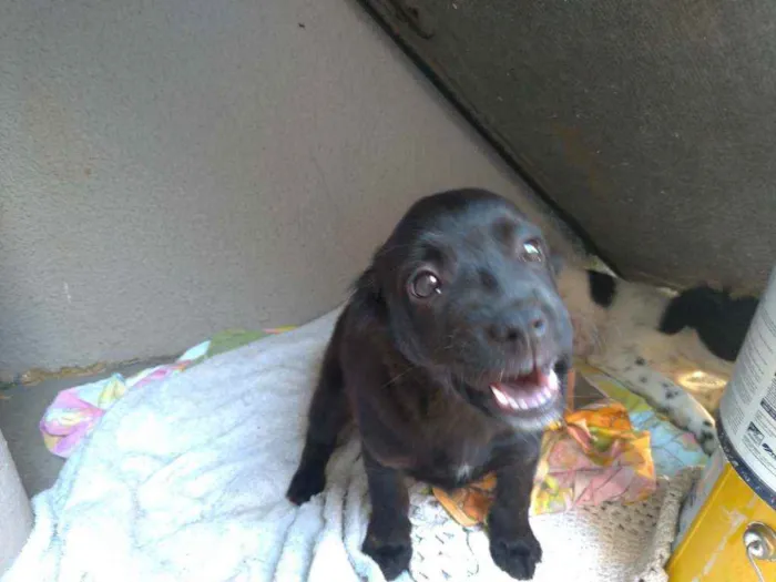 Cachorro ra a Sem raça idade 7 a 11 meses nome Fred e Jad